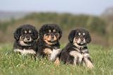 DOGUE DU TIBET 436